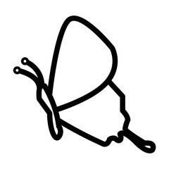 Butterfly icon