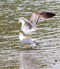 Two seagulls are standing on the water, one of them is on top of the other