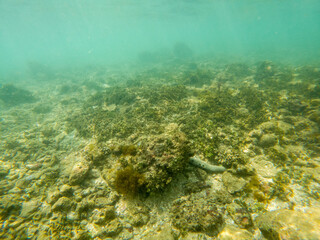 A murky, greenish-brown ocean floor with a few small rocks scattered around