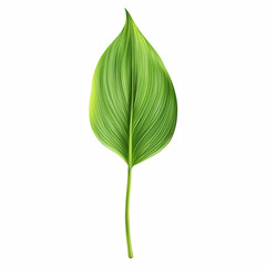 Single lily of the valley leaf with pointed shape and fine veins, isolated on transparent background.