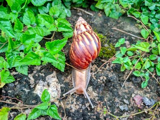 snail on a leaf