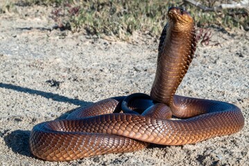 Cobra with Expanded Hood on Sand