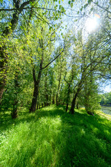 Beautiful spring landscapes in green forest with bright sunlight shining through leaves of trees onto grass.