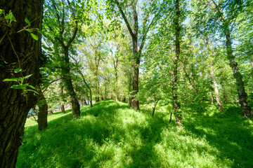 Beautiful spring landscapes in green forest with bright sunlight shining through leaves of trees onto grass.