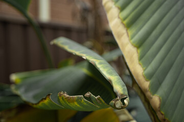 sick palm tree palm leaves dried palm tree