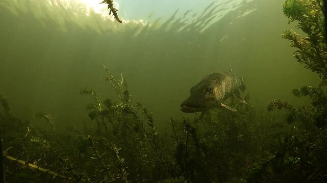 A face-on shot of a northern pike &ndash; Esox lucius &ndash; in hunting mode, followed by an advancing shot through dense aquatic plants in a freshwater habitat, creating a powerful underwater perspective.
