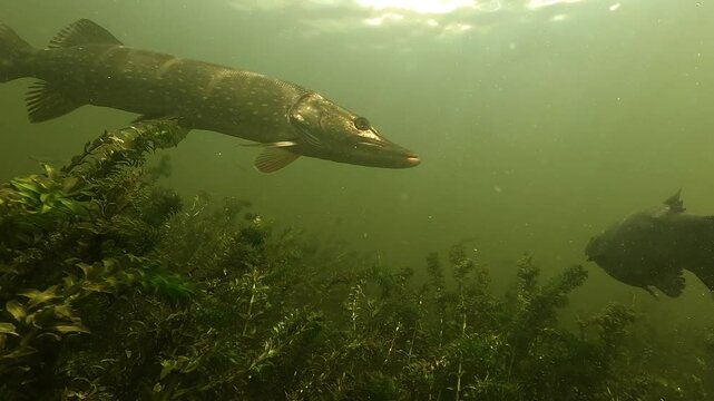 A northern pike &ndash; Esox lucius &ndash; swims calmly past a tench &ndash; Tinca tinca &ndash; without attacking, creating a rare, peaceful moment between predator and potential prey in a freshwater habitat.