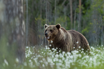 Male brown bear in taiga forest