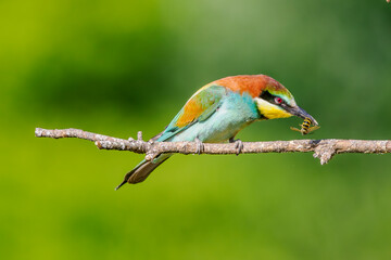 European bee-eater (Merops apiaster) perched with a wasp in its beak