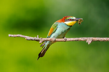European bee-eater (Merops apiaster) perched with a wasp in its beak