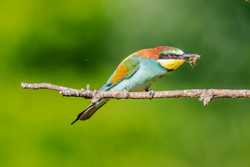 European bee-eater (Merops apiaster) perched with a wasp in its beak