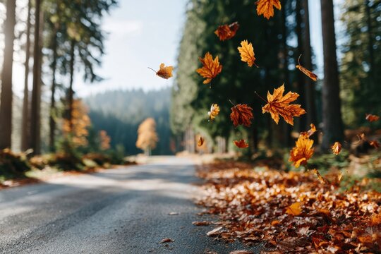 Colorful autumn leaves gently falling along a quiet forest path in the early afternoon light