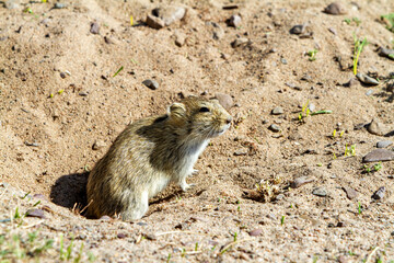 A Brantt´s vole in Mongolia