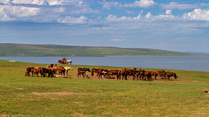 A herd of horses in the Mongolian landscape