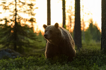 Brown bear at sunset forest