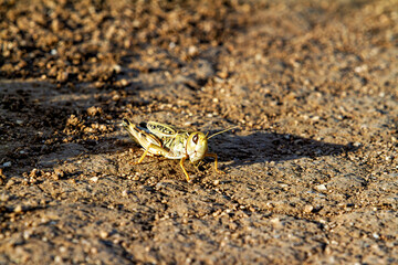 Cricket and Grasshoppers of Mongolia