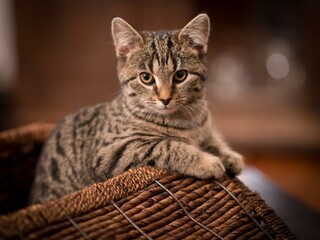Katze, Kätzchen, Getiegert, Junge Katze, 