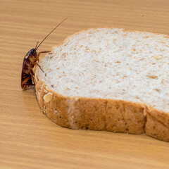 Close up of cockroach on a Whole wheat bread