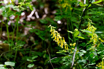 Close-up photo of yellow Corydalis (Corydalis yanhusuo) flowers blooming in spring