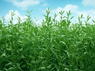 Fototapeta premium Jute plants that are green and tall, along with jute cultivation in Assam, India