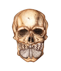 Human skull realistic frontal and moth watercolor illustration. Bones creepy, horrible. Day of the dead, Halloween, Dia de los muertos. Isolated from background. Symbolism of life and death.