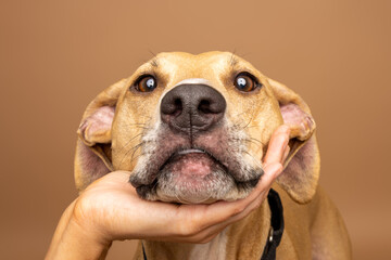 Close-Up Portrait of Tan Dog in Studio