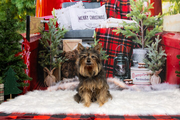 Festive Yorkie in Christmas Setup