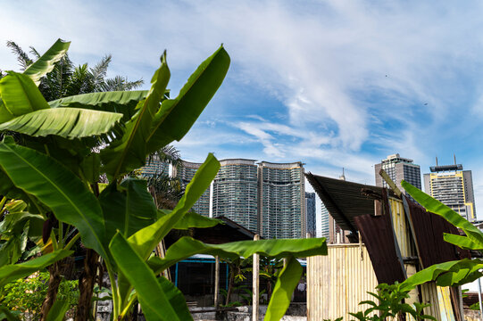 Banana leaves and peeling zinc roof in front of skyline in Kuala Lumpur, Malaysia 