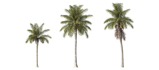 Realistic greenery tropical trees collection on transparent backgrounds. high quality 3d rendering. png format  © Everythingsyouneed