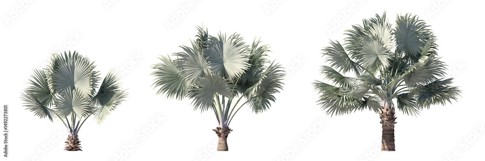 Poster realistic greenery tropical trees collection on transparent backgrounds. high quality 3d rendering. 