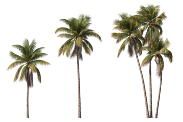 Realistic coconut trees collection on transparent backgrounds. high quality 3d rendering. png format	