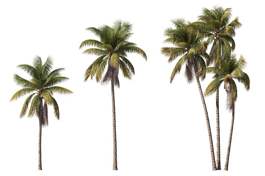 Realistic coconut trees collection on transparent backgrounds. high quality 3d rendering. png format	