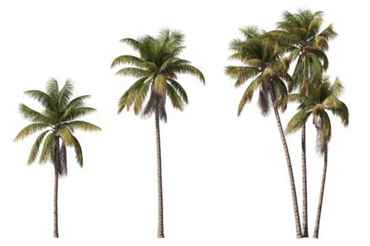 Realistic coconut trees collection on transparent backgrounds. high quality 3d rendering. png format	
