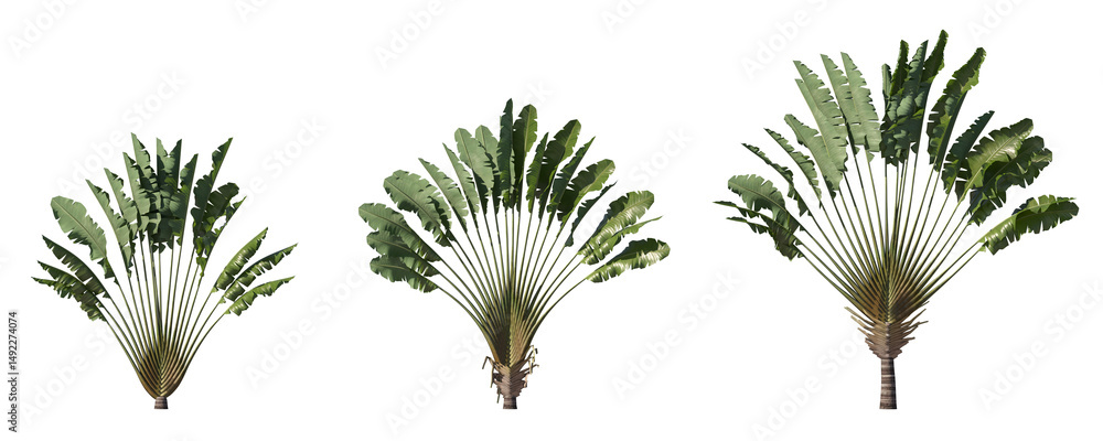 Poster realistic greenery tropical trees collection on transparent backgrounds. high quality 3d rendering. 