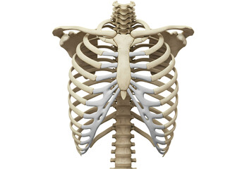 Human Rib Cage Anatomy Detailed 3D Model  Images on Transparent background