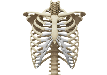Human Rib Cage Anatomy Detailed 3D Model  Images on Transparent background