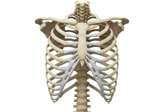 Human Rib Cage Anatomy Detailed 3D Model  Images on Transparent background