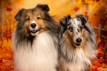 Shelties Among the Autumn Leaves