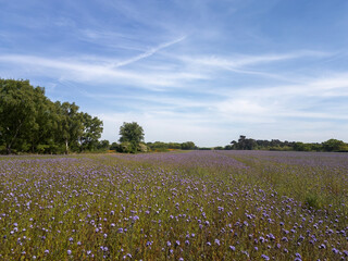 Purple wildflowers in a field near Ipswich in Suffolk, UK