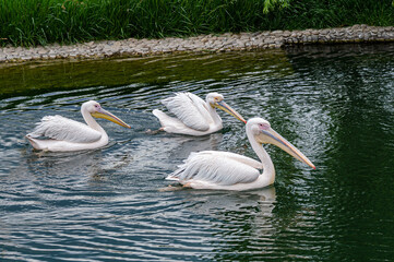A group of six Great White Pelicans gracefully swimming in green pond water surrounded by stone edge. Captured in an outdoor park or zoo on a cloudy summer day.
