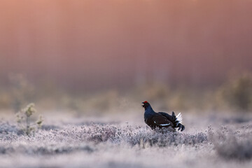 Black grouse shouting in a crispy morning in bog at sunrise