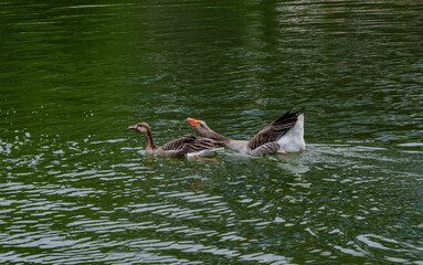 Two greylag geese swim side by side on a green reflective water surface, captured in natural surroundings on a summer day. Tranquil wildlife moment of aquatic birds in motion.