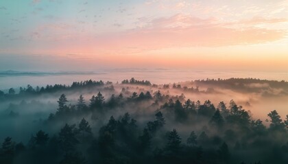 a serene aerial view of a dense evergreen forest emerging from a sea of mist under a vibrant pastel sunrise.