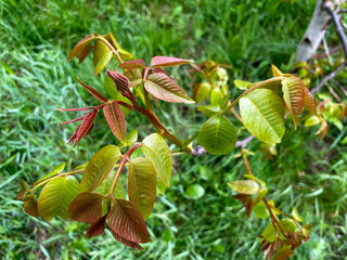 Fresh green leaves of walnut sprouting on a young tree branch in a lush garden during springtime