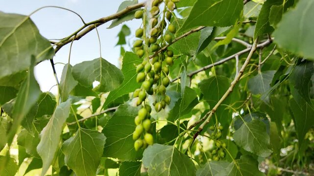 slow motion of a poplar branch. poplar blossoms in spring. P&oacute;pulus