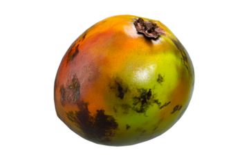 Close up Peach Palm Fruit, food ingredient, isolated, cut out transparent