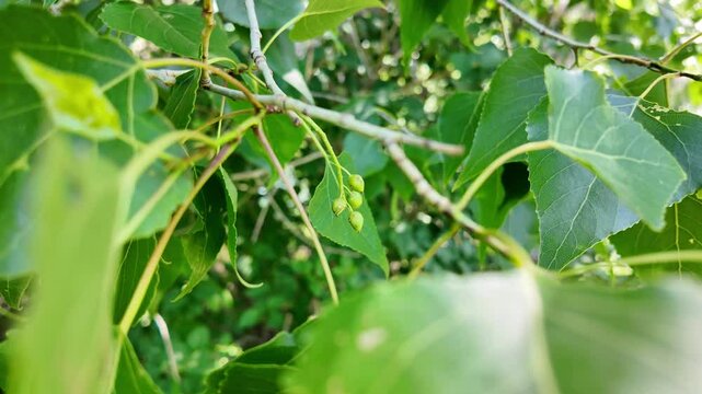 slow motion of a poplar branch. poplar blossoms in spring. P&oacute;pulus