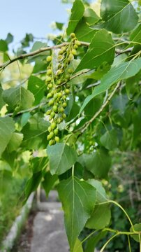 slow motion of a poplar branch. poplar blossoms in spring. P&oacute;pulus