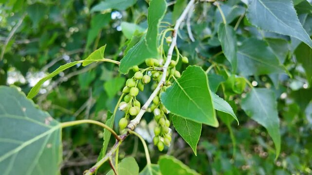 slow motion of a poplar branch. poplar blossoms in spring. P&oacute;pulus