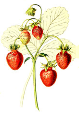 Erdbeeren der Sorte Sweet Cone, strawberry sweet cone, .